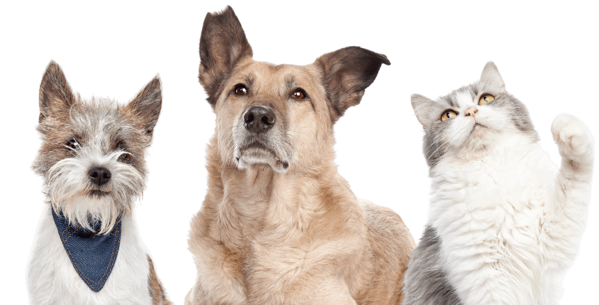 Best Veterinary Hospital In Fayetteville, NC 28303