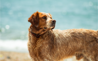 4 Ways to Have a Cool Pet This Summer