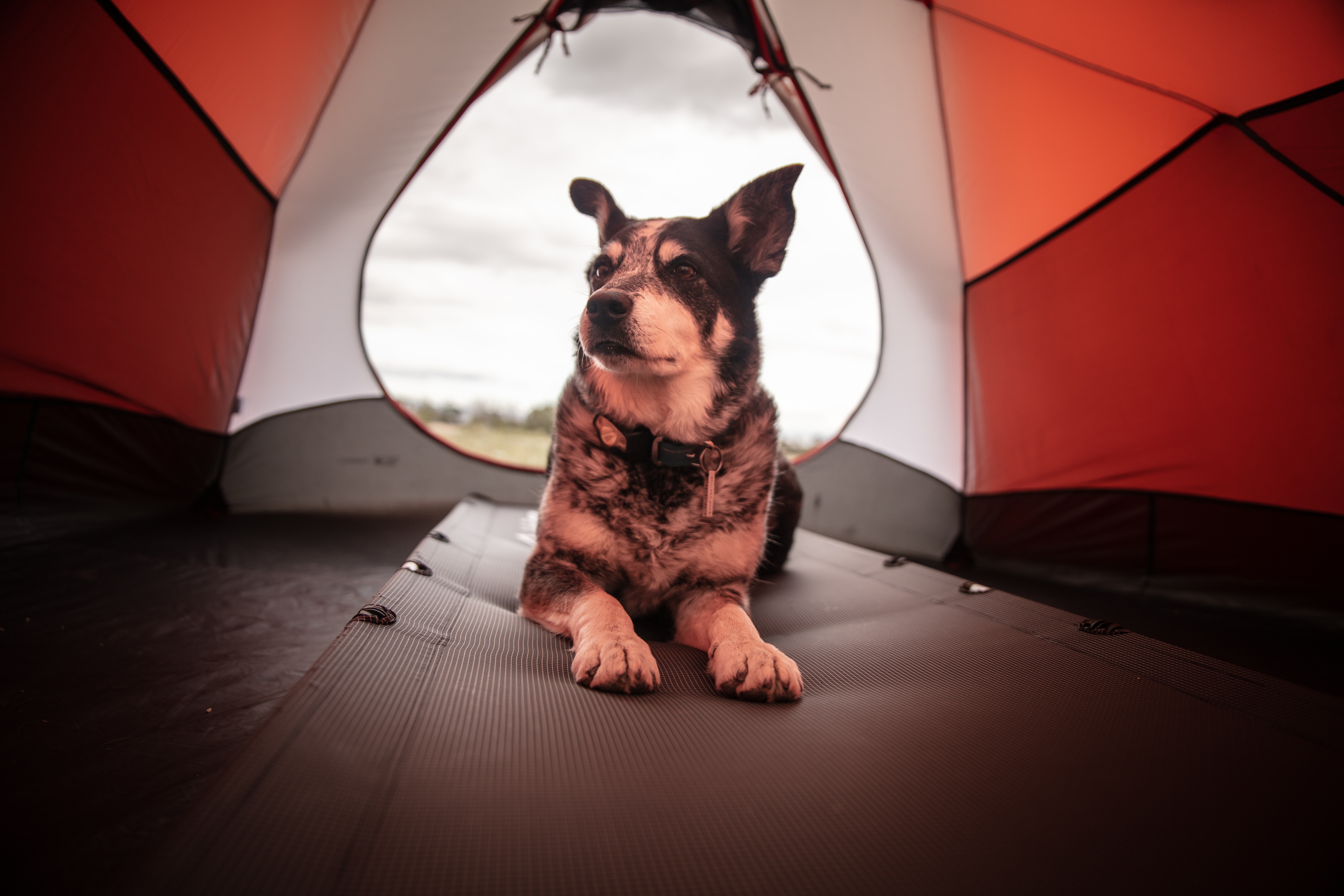 Essential Tips for Camping With Pets