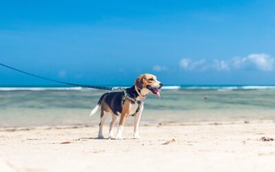 Here Are 5 Things You Can Do This Summer To Keep Your Puppy Safe And Comfortable
