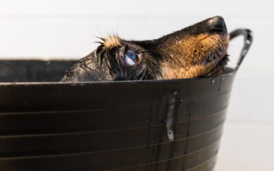 A Guide to Finding the Ideal Shampoo for Your Dog’s Bath Time