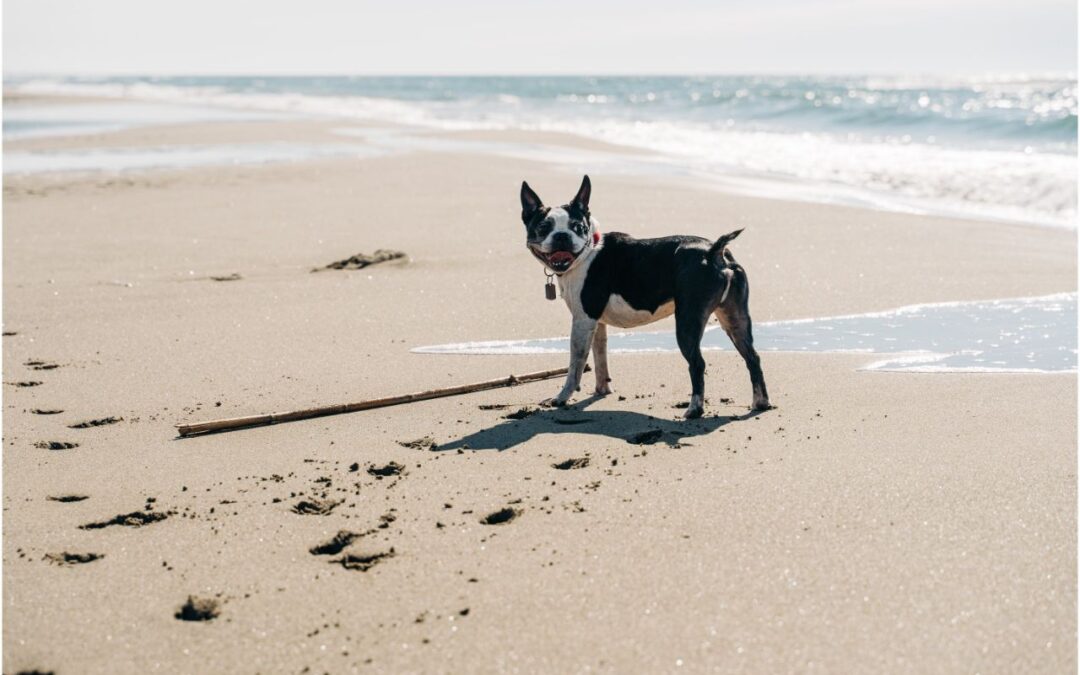 Boston Terrier looking back while standing on the beach