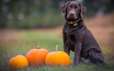 Safeguarding Your Pet’s Thanksgiving: Essential Safety Tips