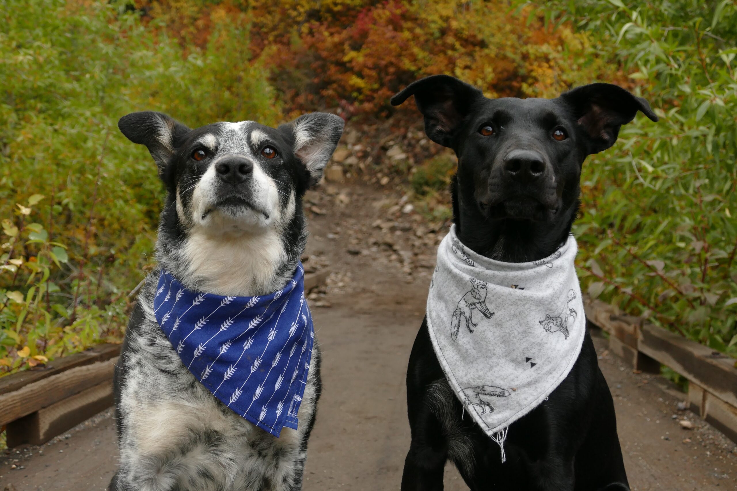 2 dogs wearing bandanas looking up at the camera on a trail in the park