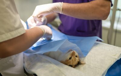 Post-Surgery Care 101: Supporting Your Pet’s Recovery